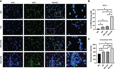 Excessive neutrophil extracellular trap formation induced by Porphyromonas gingivalis lipopolysaccharide exacerbates inflammatory responses in high glucose microenvironment